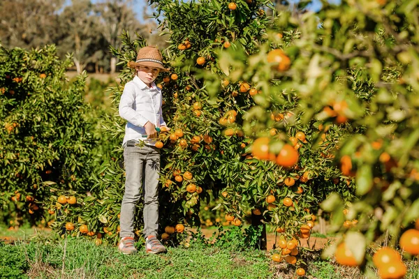 Portrét atraktivní Hezký mladík vybírání mandarinky na citrusové farmě slunečný letní den — Stock fotografie