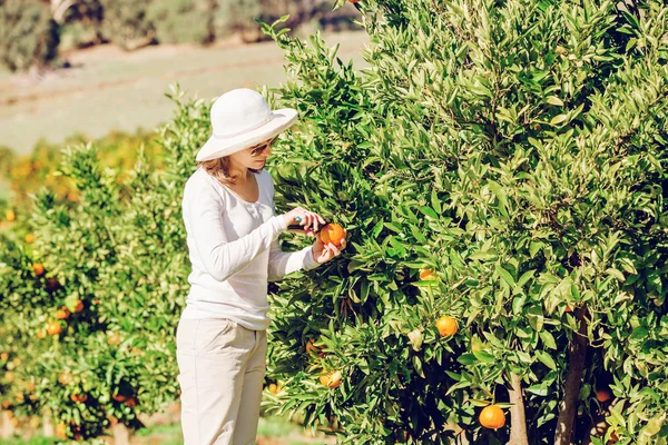 Kaukasiska flicka skörd mandariner och apelsiner i ekologisk gård — Stockfoto