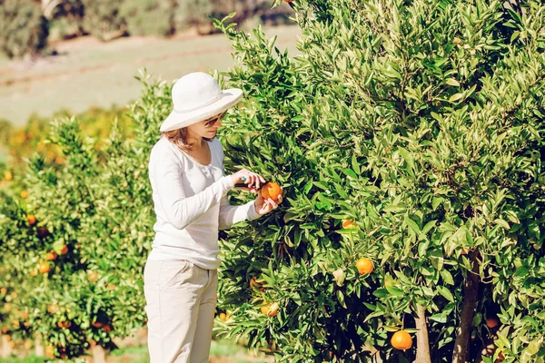 Chica caucásica cosechando mandarinas y naranjas en granja orgánica — Foto de Stock