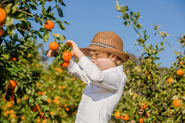 Porträtt av attraktiva söt ung pojke plockar mandariner på citrus farm på solig sommardag — Stockfoto