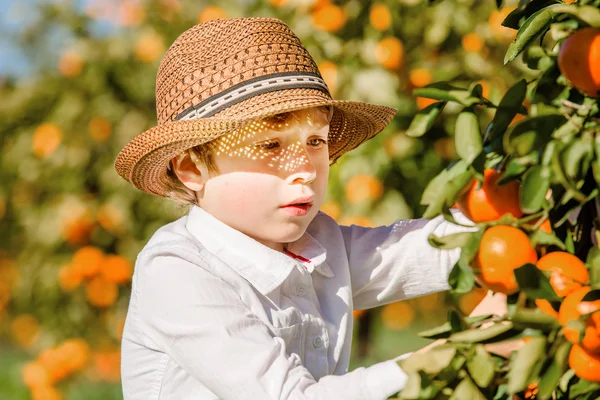 Vonzó aranyos fiatal fiú szedés mandarin-citrus telepen napsütéses nyári napon portréja — Stock Fotó