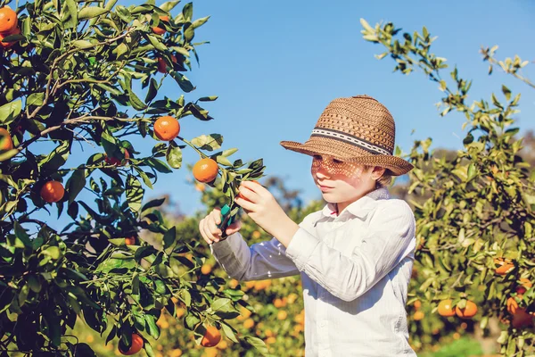 Retrato de atraente bonito menino escolhendo mandarinas na fazenda de citrinos no dia ensolarado de verão — Fotografia de Stock