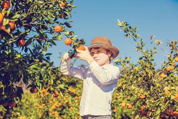 Vonzó aranyos fiatal fiú szedés mandarin-citrus telepen napsütéses nyári napon portréja — Stock Fotó