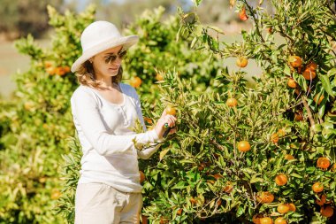 Beyaz kız mandalina ve portakal organik çiftlik hasat