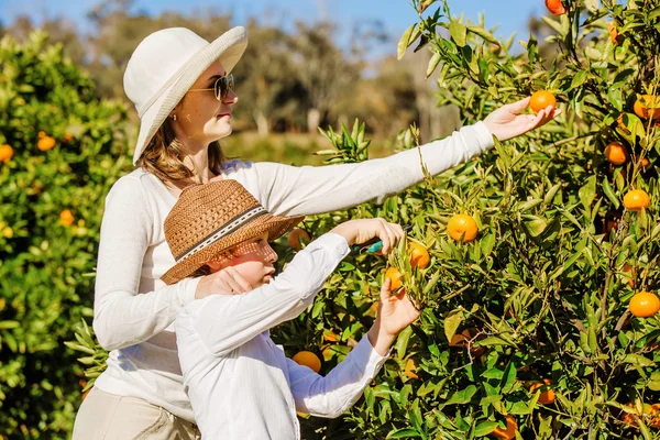Χαμογελώντας ευτυχισμένη μητέρα και γιος συγκομιδής πορτοκάλια μανταρίνια στο αγρόκτημα εσπεριδοειδών — Φωτογραφία Αρχείου