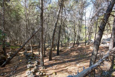 Sonbahar arazisi devrilmiş ağaçlarla dolu bir orman