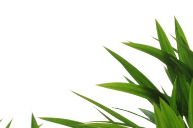 Beyaz arka plan üzerinde çim yeşillik