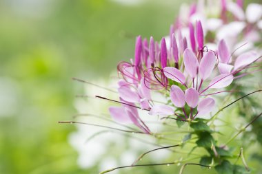 Menekşe çiçek kadar kapatın