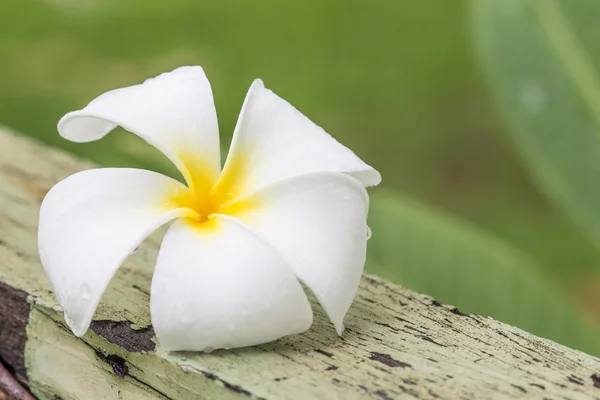 Frangipani flower on wood — Stock Photo, Image