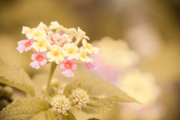 Flower in vintage style — Stock Photo, Image