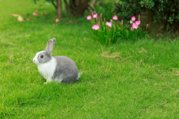 Маленький кролик и зеленая трава — стоковое фото