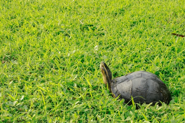 Tortuga de vida silvestre sobre hierba verde — Foto de Stock