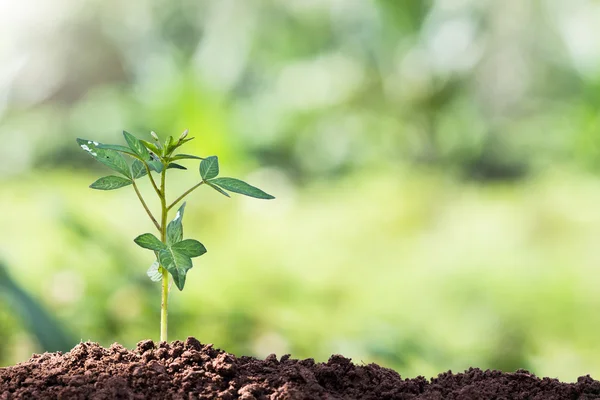 Planta semillera y luz por la mañana — Foto de Stock