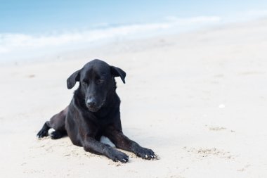 Köpek üzgün hissediyorum sahilde