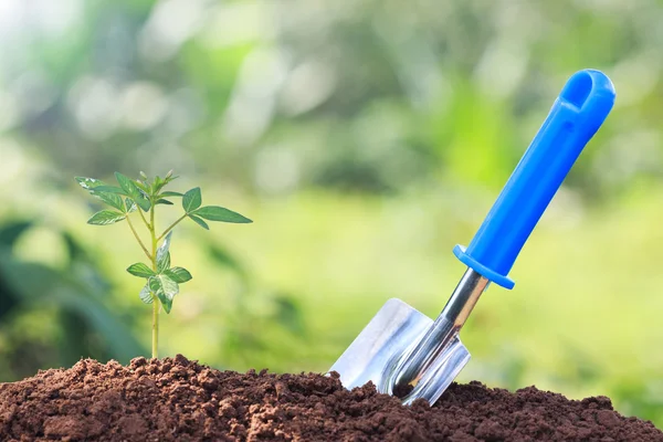 Plant and light in morning — Stock Photo, Image