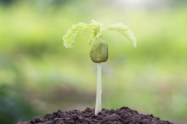 Semeando planta jovem e na luz da manhã — Fotografia de Stock