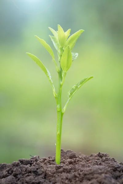 Planta joven y a la luz del sol de la mañana — Foto de Stock