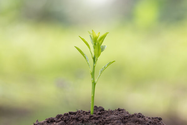 Young plant and in the morning sunrise