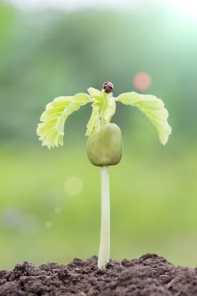 Semence jeune plante dans la lumière du matin — Photo