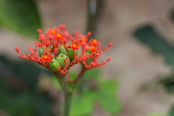 Fechar a natureza flor vermelha, flor tropical — Fotografia de Stock