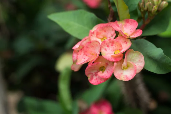 Euforbia milli Fiore di Desmoul — Foto Stock