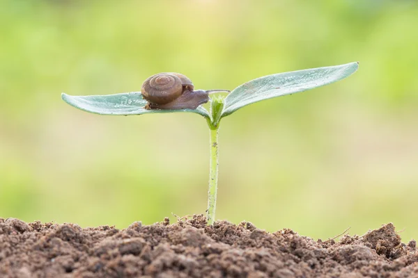 Cerca de caracol en la semilla joven planta por la mañana — Foto de Stock