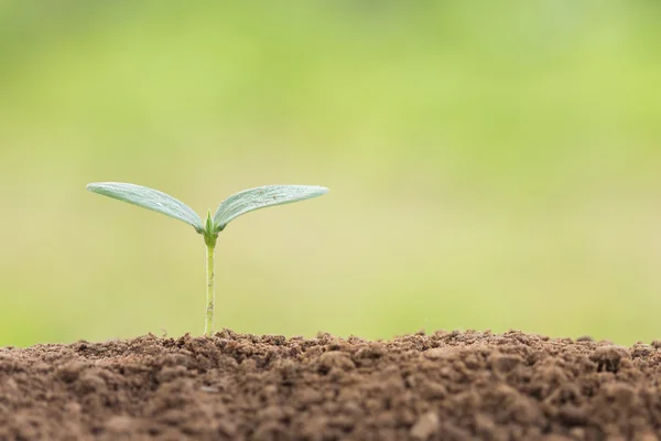 Semilla joven planta en el suelo por la mañana fresca — Foto de Stock