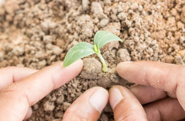 Close up hand grow young plant — Stock Photo, Image