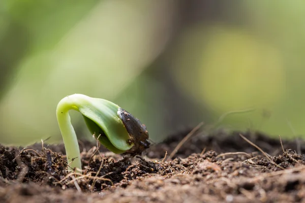 Gros plan racine de graine sur le sol nouveau concept de début de vie — Photo