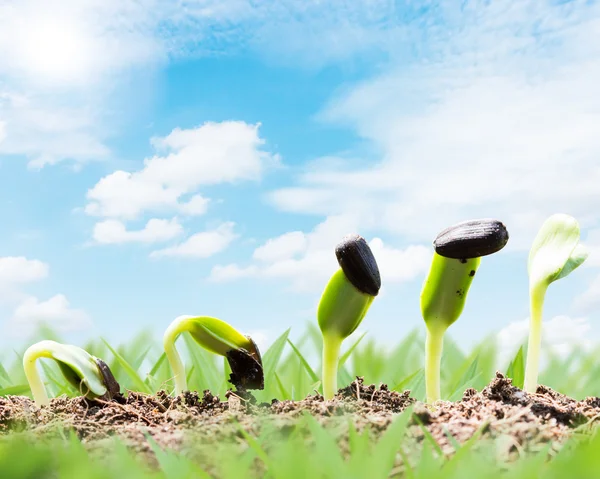 Primavera stagione seme radice sul terreno concetto di partenza — Foto Stock