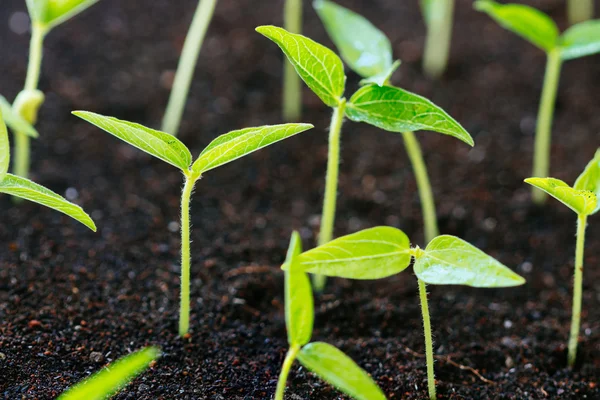 Primer plano agricultura crecimiento de plantas jóvenes en el suelo — Foto de Stock
