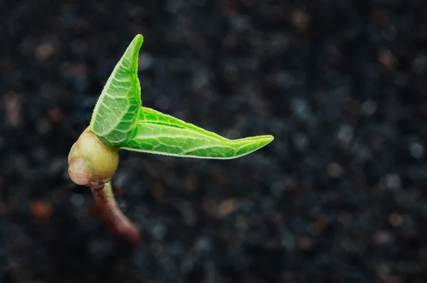 Crescimento de plantas verdes no solo primavera temporada fundo — Fotografia de Stock