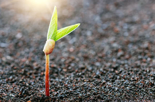 Planta creciendo en el suelo primavera temporada fondo — Foto de Stock