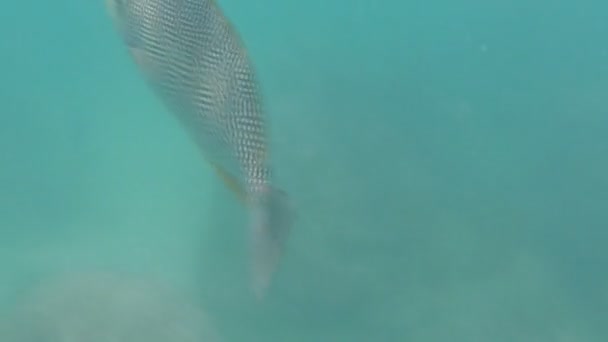 Close-up mergulho de peixes sob atividade marítima — Vídeo de Stock