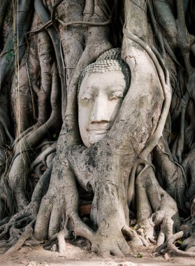 heykelin baş Buda ağaç wat mahathat ayutthaya tha kök