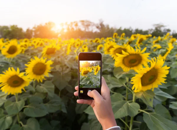 Рука використовує телефон, роблячи фотографію красивого соняшникового поля — стокове фото