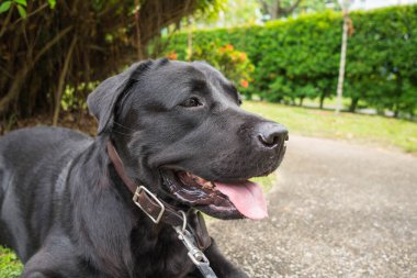 Singapur parkında yeşil çimlerin üzerinde duran siyah labrador Retriever.