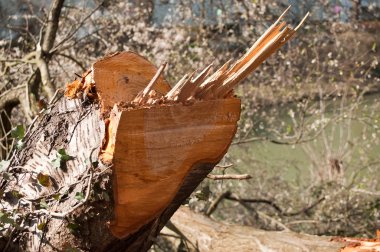 ağaç kesilerek güdük