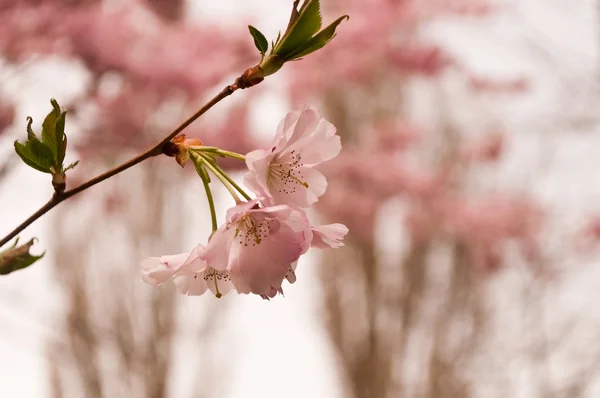 Pink cherry blossoms — Stock Photo, Image