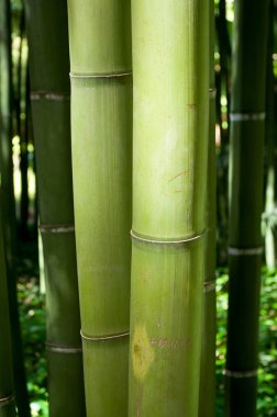 closeup büyük bambu