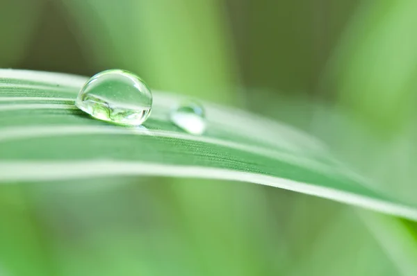 Closeup dari tetes hujan pada daun bambu — Stok Foto