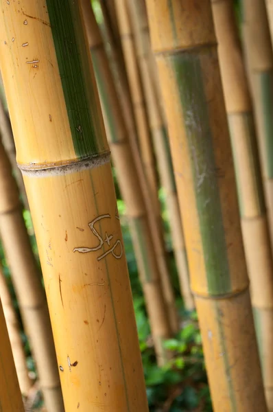 Primo piano di bambù grande — Foto Stock