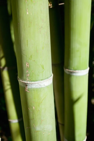 Närbild av stor bambu — Stockfoto