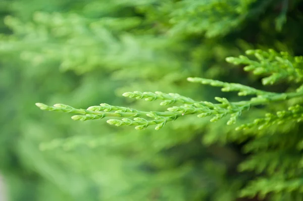Closeup of cypress leaves in a hedge Royalty Free Stock Photos
