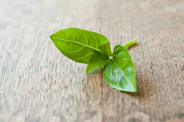 Primo piano di foglie di basilico su sfondo tavolo di legno — Foto Stock