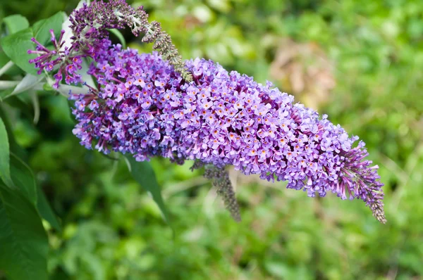 Nahaufnahme von buddleja davidii flower - Schmetterlingsbaumblume — Stockfoto