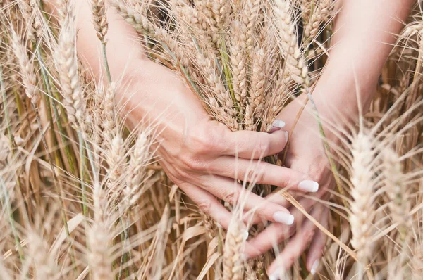Venda a retalho de mão de mulher em um campo de trigo — Fotografia de Stock