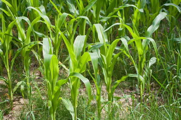 Venta al por menor de maíz — Foto de Stock