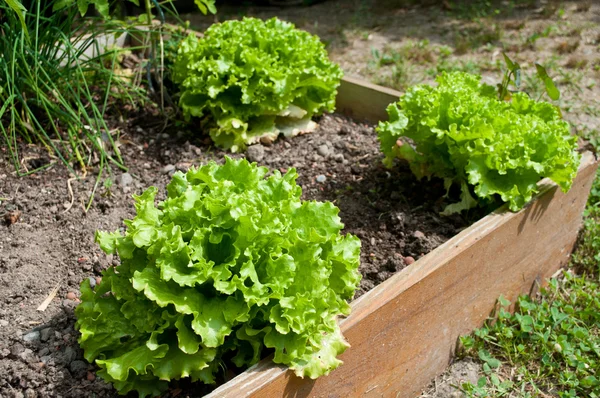 Salades dans un potager — Photo