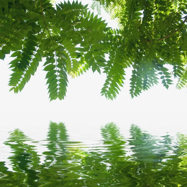 Vente au détail de feuilles de frêne sur fond blanc — Photo